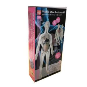37461 - HUMAN VISIBLE MALE ANATOMY KIT HEIGHT:56CM 45PIECES