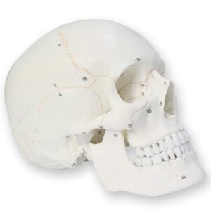 AUTENS Human Skull Model for Anatomy, 3 Part Life Size Numbered Medical Anatomical Adult Male Plastic Skull with Removable Cranium, Mandible, 8.3" x