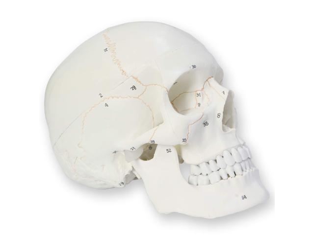 AUTENS Human Skull Model for Anatomy, 3 Part Life Size Numbered Medical Anatomical Adult Male Plastic Skull with Removable Cranium, Mandible, 8.3" x