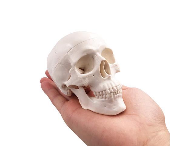 AUTENS Mini Human Skull Model, Palm-Sized Desktop Skull 3.9 x 2.7 x 3.1 Inch with Removable Cap and Jaw Moveable, Medical Anatomical Head Bone for