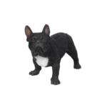 Hi-Line Gift French Bulldog Statue