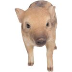 Hi-Line Gift Wild Baby Boar Standing