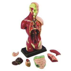 MK027 - HUMAN TORSO