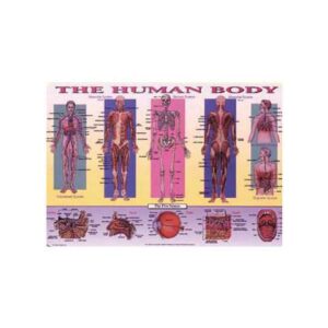 PLP-HUM-1 - PLACEMAT THE HUMAN BODY