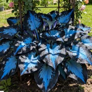 Hosta Seeds Perennial Shade Plant for Garden, Flower Fast Growing Likes Humid Environment Unique and Beautiful Leaves Perennials Plantain Rare Lily Flower White Lace Home(Dark...